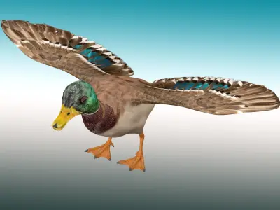 Duck  Rig Low-poly 3D model