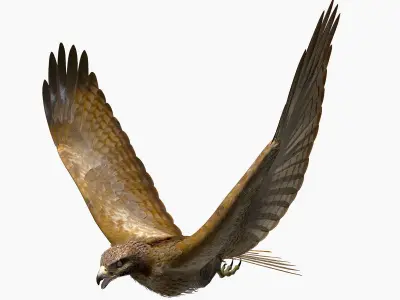 Red Tailed Hawk - rigged - animated 3D model