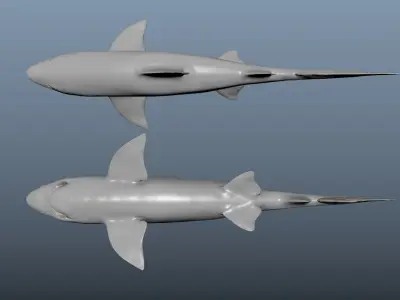 Realistic Tiger Shark Model 3D model