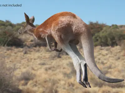 Kangaroo Fur Animated Rigged 3D model