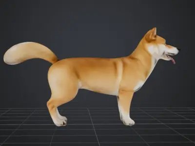 Dog Model - Shiba 3D model