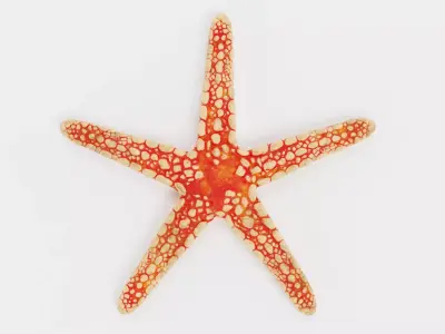 -Necklace Starfish- 3D model