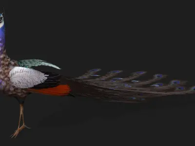 Peacock V2E 3D model