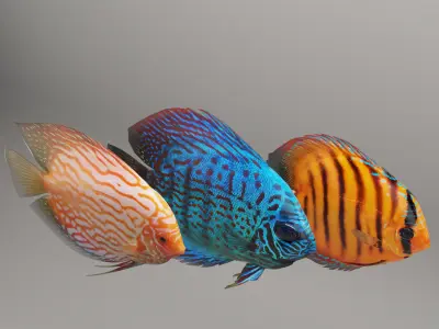 Discus fish 3D model