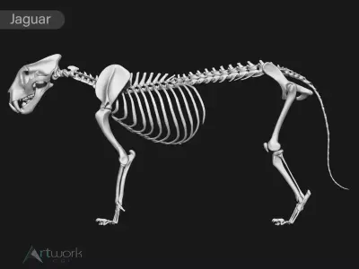 Jaguar skeleton 3D model