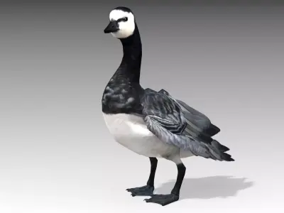 Barnacle Goose 3D model