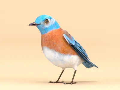 3D Bird Pack Western Bluebird Male and Female Low-poly 3D model