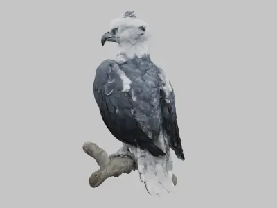 3D Harpy Eagle Model Low-poly 3D model