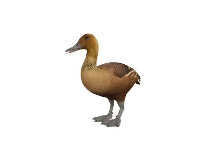 Fulvous Whistling Duck Low-poly 3D model