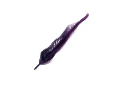 Feather 3D model