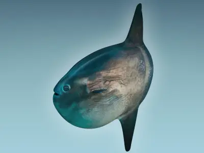 Sunfish close up of tuna fish 3D model
