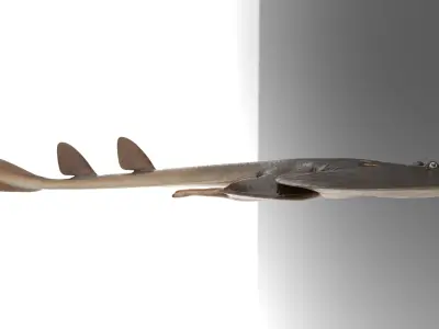 Yellow Spotted Fanray 3D model