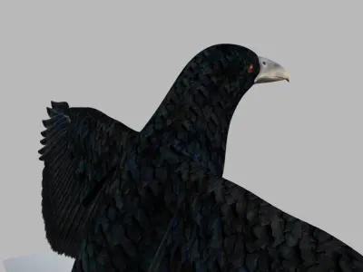 Kokila crow 3D model