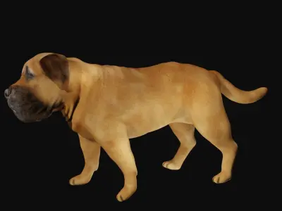 Mastiff dog Low-poly 3D model