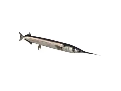 Garfish Sea Needle Fish Belone Belone 3D model