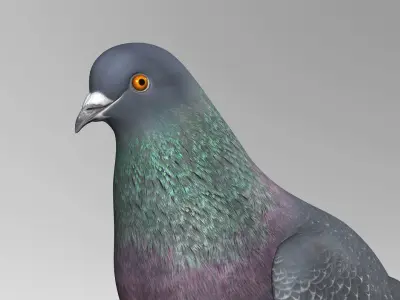 Pigeon B - Folded Wings 3D model