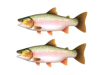 Low-Poly Rainbow Trout Animated Low-poly 3D model