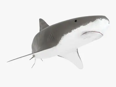 Tiger Shark Low-poly 3D model