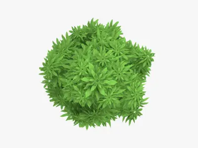 Marijuana Plant 3D model