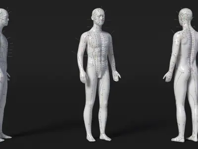 Male Acupuncture Anatomy Chart with Needles 3D model