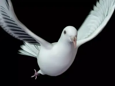 DOVE RIG 3D MODEL 3D model