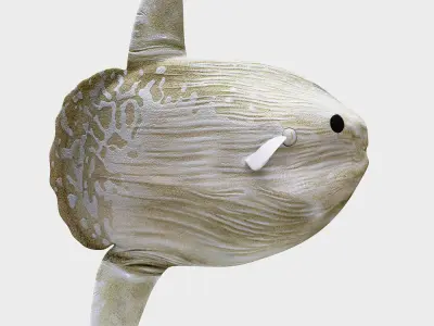 Ocean sun fish Low-poly 3D model