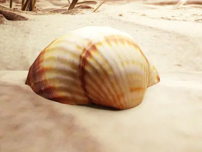 3D-Scanned Seashells - Set of 12 Seashells Low-poly 3D model