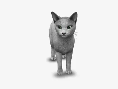 cat Russian blue 3D model