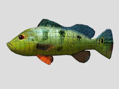 Peacock Bass Realistic Animated Low-poly 3D model