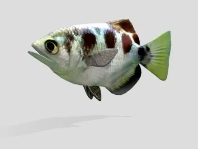 Archerfish Realistic Animated Low-poly 3D model