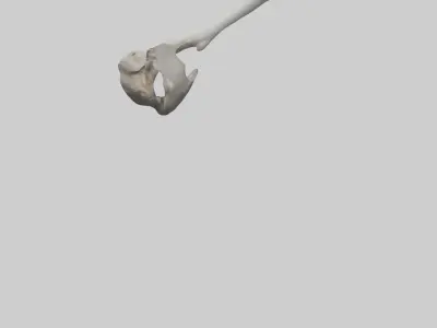 Hippo Femur Low-poly 3D model