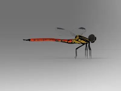 Fiery Jewel dragonfly 3D model