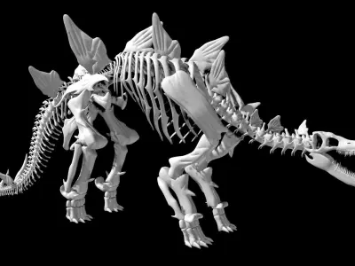 Stegosaurus skeleton Low-poly 3D model