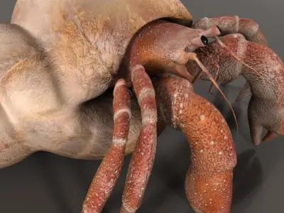 Hermit crab 3D model
