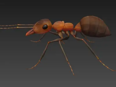 ant 3d Low-poly 3D model