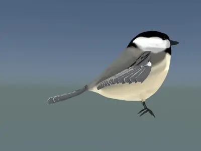  Black-capped chickadee  Low-poly 3D model