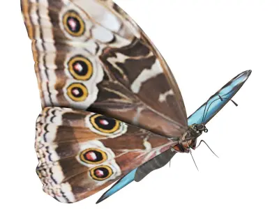 Morpho Peleides Butterfly 3D model