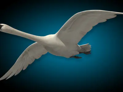 Swan  Flying 3D model