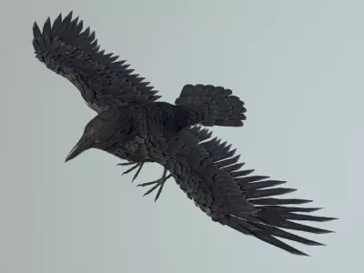 Raven Black Crow Rigged Low-poly 3D model