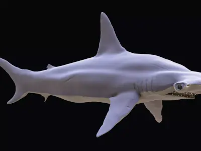 Shark Hammerhead Sphyrnidae 3D model