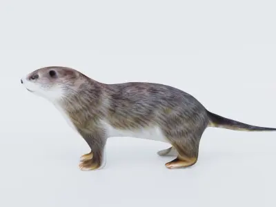 Otter Free 3D model
