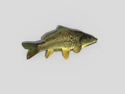 low poly fish carp Low-poly 3D model