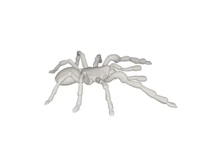 Tarantulas spider 3D model