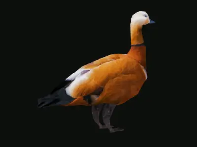 Duck 3d model Low-poly 3D model