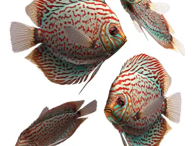 Fish Symphysodon discus Low-poly 3D model