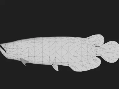 Arowana Low-poly 3D model