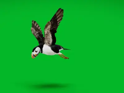 Atlantic Puffin Seabird Low-poly 3D model