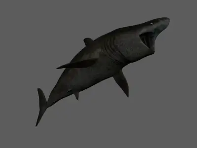 Basking-shark  Low-poly 3D model