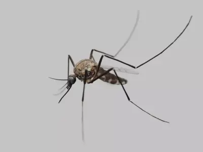 Realistic Mosquito 3D Model  Game Ready Low-poly 3D model