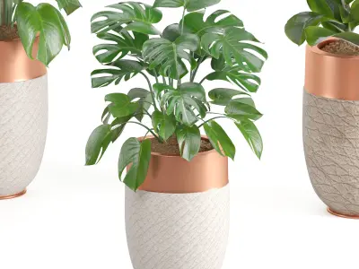 Indoor Plant Set07 3D model